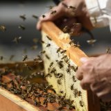 Environ 15% des colonies d'abeilles n'ont pas survécu à l'hiver 2022/2023. (Archives)